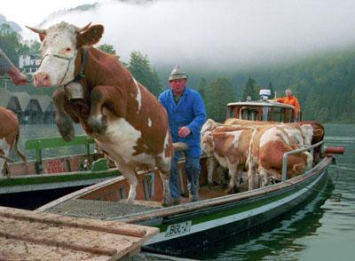 Bauer bringt Khe vom Boot an Land. Eine Kuh springt heraus.