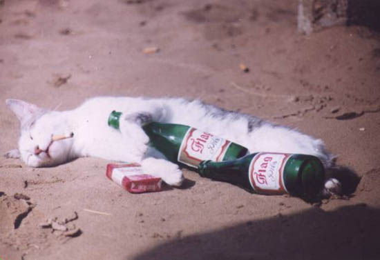 Katze im Vollrausch mit Bierflaschen, Zigarettenschachtel und Kippe