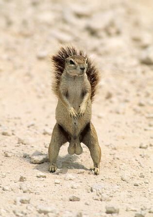 Kleines Eichhörnchen mit groem Gehänge