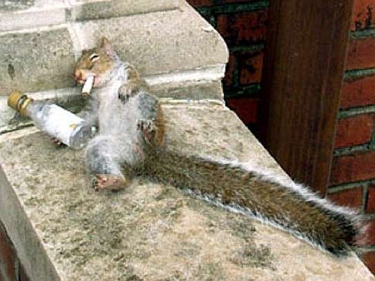 Eichhörnchen total besoffen mit Schnapsfläschchen und Zigarette