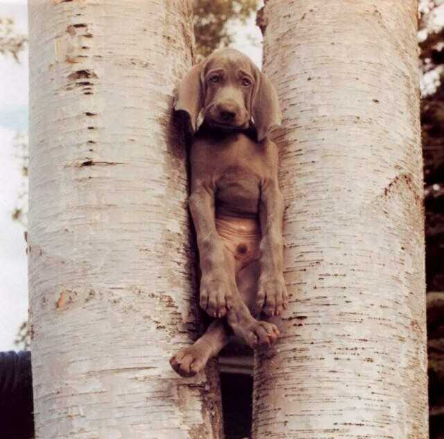 Eingeklemmter Hund zwischen zwei Bäumen