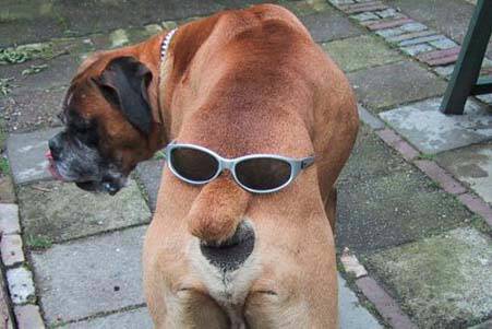 Hund mit Brille auf dem Schwanz