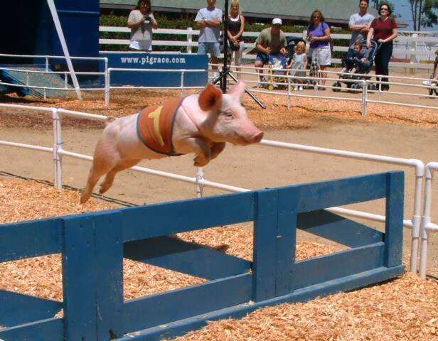 Schweinerennen mit Hindernissen