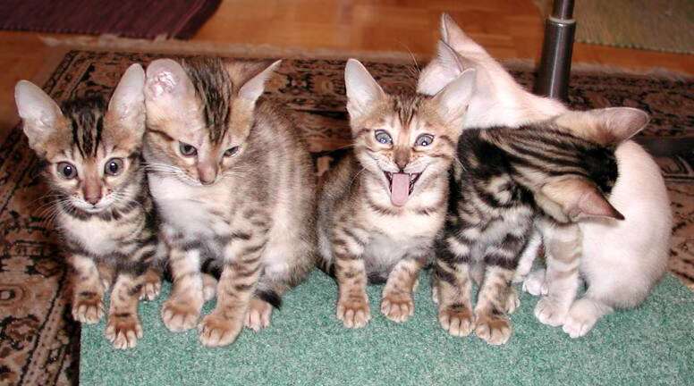 Vier kleine Kätzchen, eine mit gierigem Blick