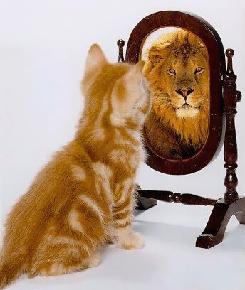 Kätzchen schaut in den Spiegel und ein Löwe schaut heraus