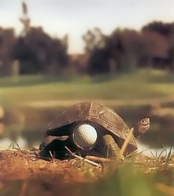 Golfball im Hinterteil einer Schildkröte