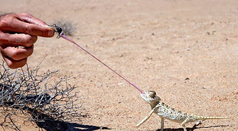 Bild des Monats April 2009