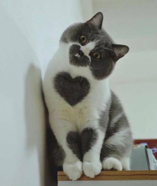 Best-Galerie, lustige Bilder