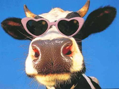 Coole Kuh, trägt herzchen-förmige Sonnenbrille