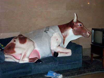 lebensgroße Plastik-Kuh im Wohnzimmer