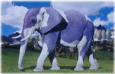 Elefant in den Bergen, angemalt wie Milka-Kuh.