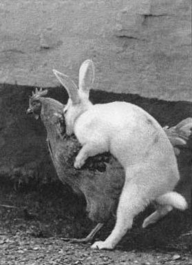 Kaninchen will sich mit einer Henne paaren