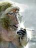 Der Affe hier raucht - jede Wette -
öfters mal 'ne Zigaratte.