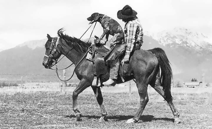 Tierische Spassfotos Reitender Hund Auf Einem Pferd Mit Cowboy