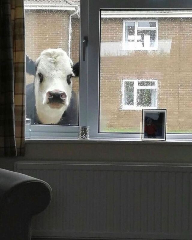 Best-Galerie, lustige Bilder