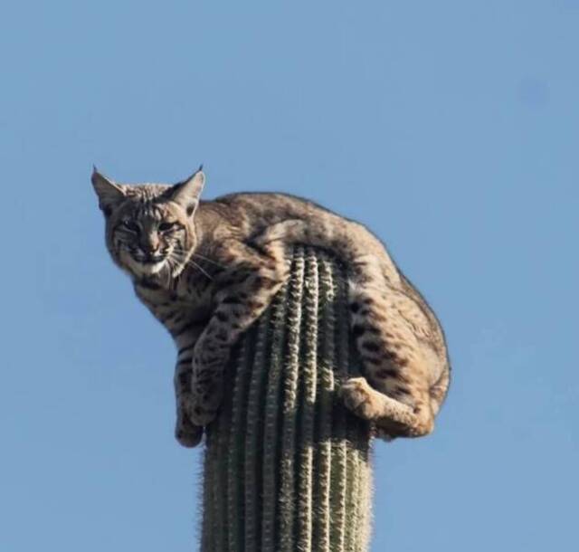 Best-Galerie, lustige Bilder