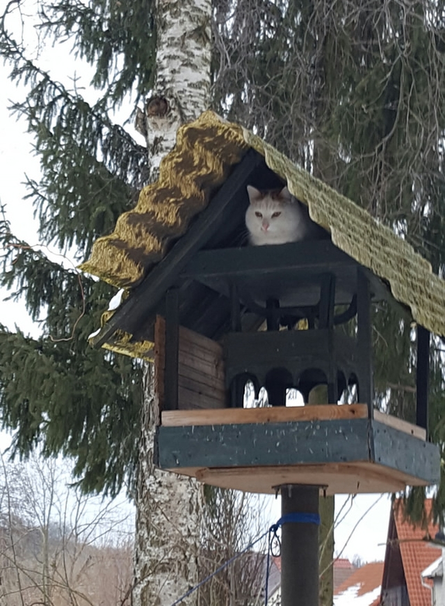 Best-Galerie, lustige Bilder