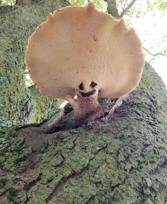 Best-Galerie, lustige Bilder