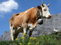 Kuh mit Glocke auf der Alm, Original