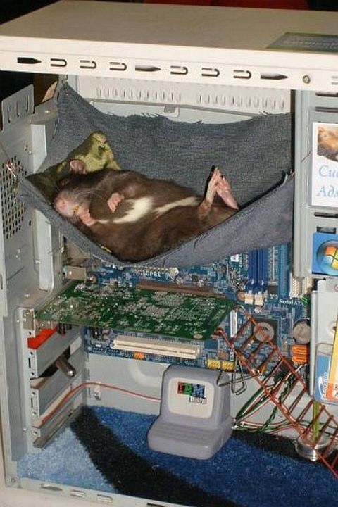 Hamster im PC