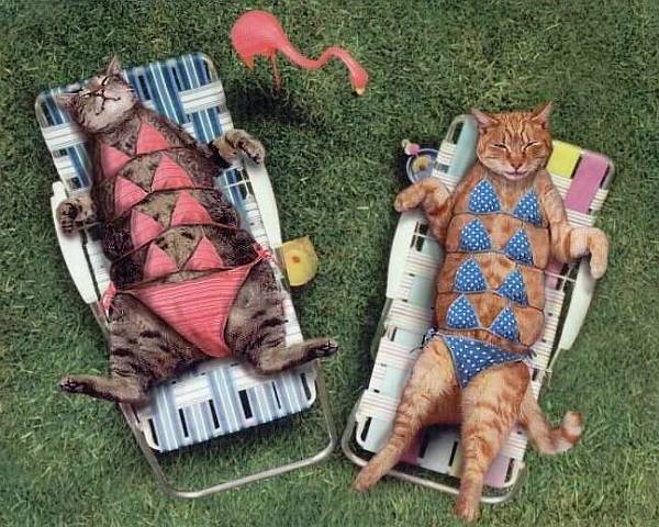 Katzen-Bikini
