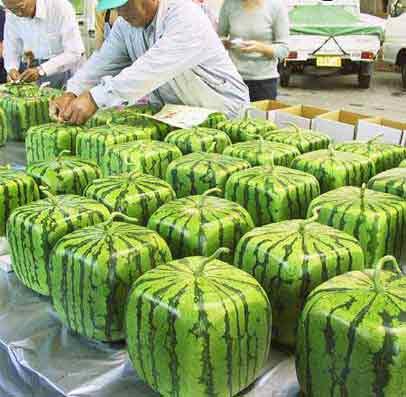 würfelförmige Wassermelonen